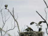 Ospreys on Their Nest