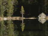 Shoreline Trees and Rock Reflected on the Surface of String Lake
