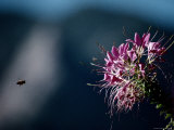A Bee Closes in on a Large Cleome Flower  Also Called Spider Flower