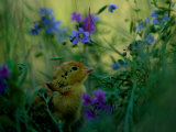 A Juvenile Attwaters Prairie-Chicken Amid Wildflowers