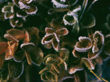 Frost on Leaves