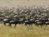 A Herd of Wildebeests Stampede Across the Serengeti Plain
