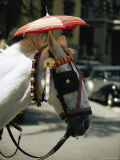 A Horse Sports a Small Umbrella to Protect its Head from the Sun