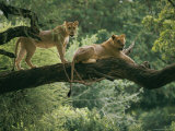Two African Lions are Resting on a Tree Branch