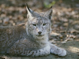 A Portrait of a Captive European Lynx