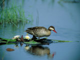 A Red-Billed Teal  Also Called Red-Billed Pintail  Forages in a Pool