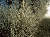 Frost-Covered Branches