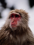 Japanese Macaque in a Hot Spring