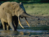 An African Forest Elephant Sticks out its Trunk as it Probes for Minerals in a Water Hole