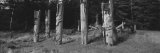 Totem Poles Stand Near an Abandoned Haida Village