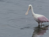 A Roseate Spoonbill Looks for a Meal in the Water