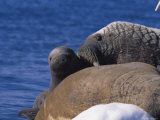 An Atlantic Walrus Mother Identifies Her Calf Among the Group