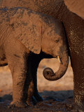 A Young Elephant Nestles up to the Mud-Covered Leg of an Adult