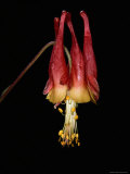 Close-up of an American Columbine Flower