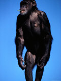 A Chimpanzee with Grass in its Mouth at the San Francisco Zoo