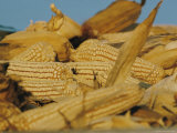 Close View of Corncobs