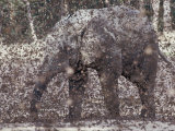 An African Forest Elephant is Covered by African Snout Butterflies