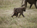 A Juvenile Baboon Clings to its Mother as They Travel Across the Savanna