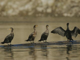 A Group of Double-Crested Cormorants Sun Themselves on a Log