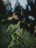 Colorful Rainbow Lorikeets Vie for a Spot on a Perch