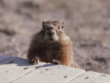 A Close View of a Yellow Bellied Marmot  Yellowstone National Park