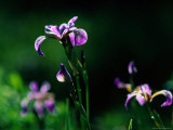 Close-up of Irises Taken at North Hegman Lake