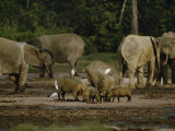 African Forest Elephants and Wild Boars in a Clearing