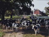 Herd of Dairy Cows on a Farm in Illinois