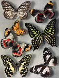Butterflies of India and Australia