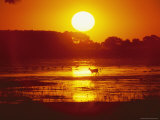 Distant Deer Silhouetted in a Marsh by a Low-Lying Sun
