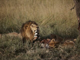 A Male Lion and Two Cubs Eat a Zebra Kill