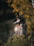 Portrait of a Pronghorn