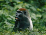 A Portrait of a Lowland Gorilla Appearing to Look Surprised