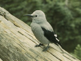 Close View of a Clarks Nutcracker