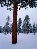 Ponderosa Pine in Snow