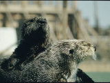 Close View of a Pair of Sea Otters