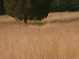 A Lone Tree Stands in a Golden Grassy Field