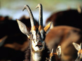 Sable Antelope Vocalizing