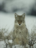 Portrait of a Coyote Sitting in the Snow