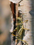 Close-up of a Grasshopper on a Piece of Bark