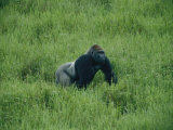 A Lowland Gorilla Walks Through the Forest