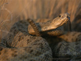 A Close View of a Prairie Rattlesnake
