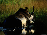 A Male White Rhinoceros (Ceratotherium Simum) in a Summer Wallow
