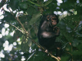 A Chimpanzee Climbing a Tree