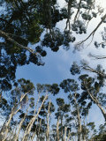 View Looking Upward of Treetops