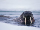 An Atlantic Walrus