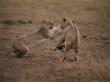 Two Lions Fight