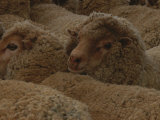 A Group of Sheep Wait to Be Shorn