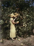 A Grapefruit Plantation