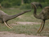 Two African Forest Elephants Spar with Each Other